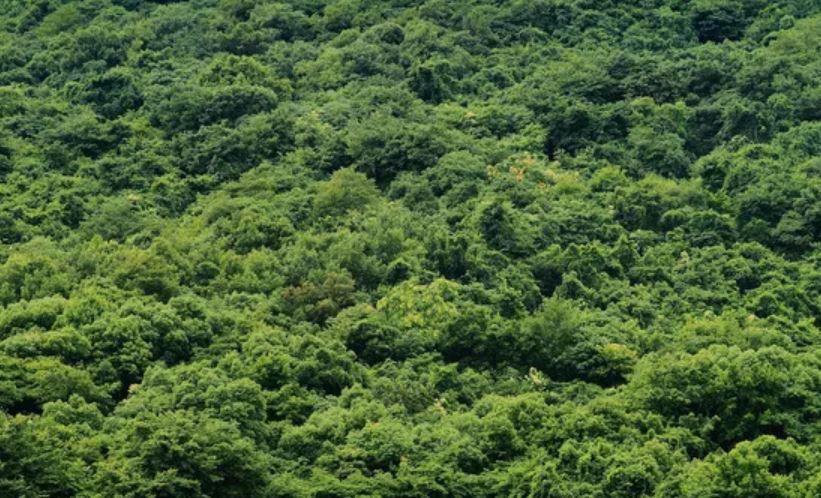 Recent advances in remote sensing of vegetation phenology： Retrieval algorithm and validation strategy