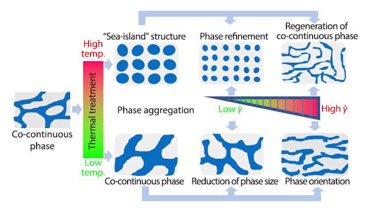 Quantitative Investigation on Structural Evolution of Co-continuous Phase under Shear Flow