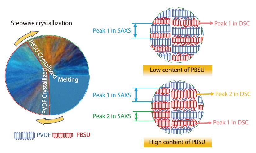 Relationship between Localization of PBSU in Interlamellar/ Interfibrillar Regimes and Double Peaks in DSC/SAXS in its Blend with PVDF