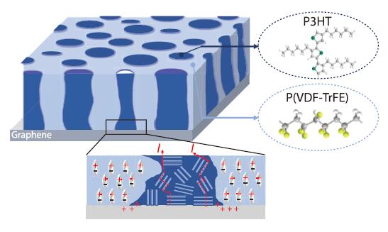 The Effect of Substrate on the Properties of Non-volatile Ferroelectric P(VDF-TrFE)/P3HT Memory Devices