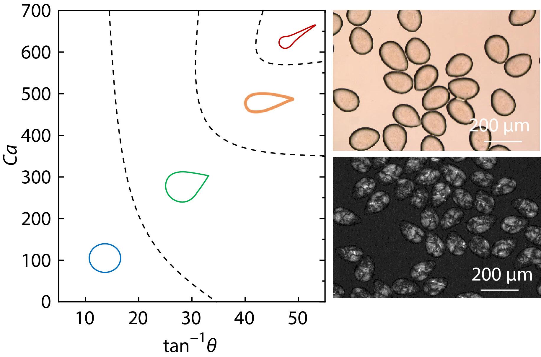 Liquid Crystalline Microdroplets of Graphene Oxide <italic style="font-style: italic">via</italic> Microfluidics