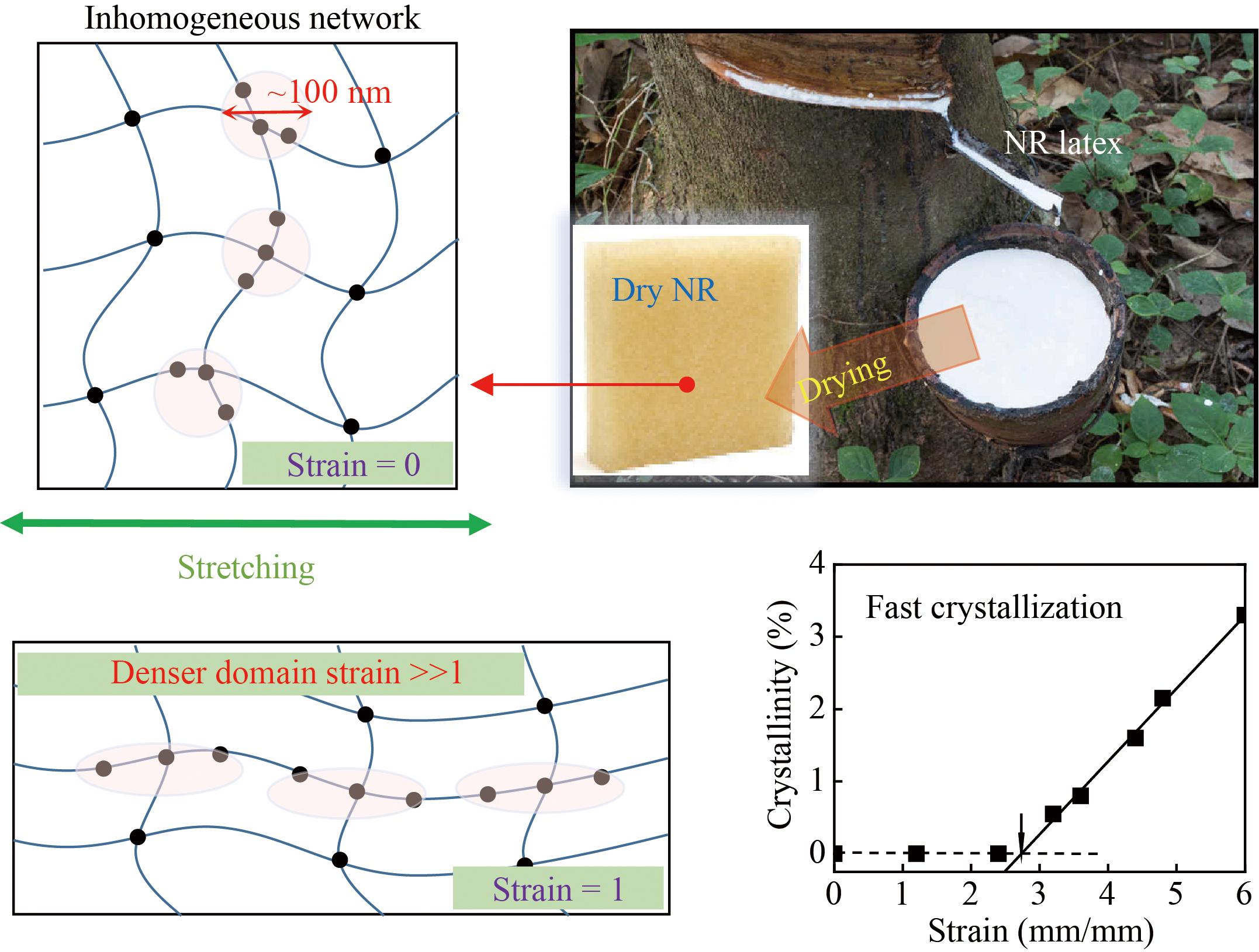 Inhomogeneous Natural Network Promoting Strain-induced Crystallization: A Mesoscale Model of Natural Rubber