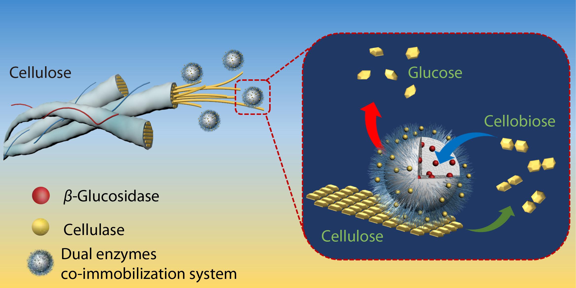 Facile Construction of Synergistic <italic style="font-style: italic">β</italic>-Glucosidase and Cellulase Sequential Co-immobilization System for Enhanced Biomass Conversion