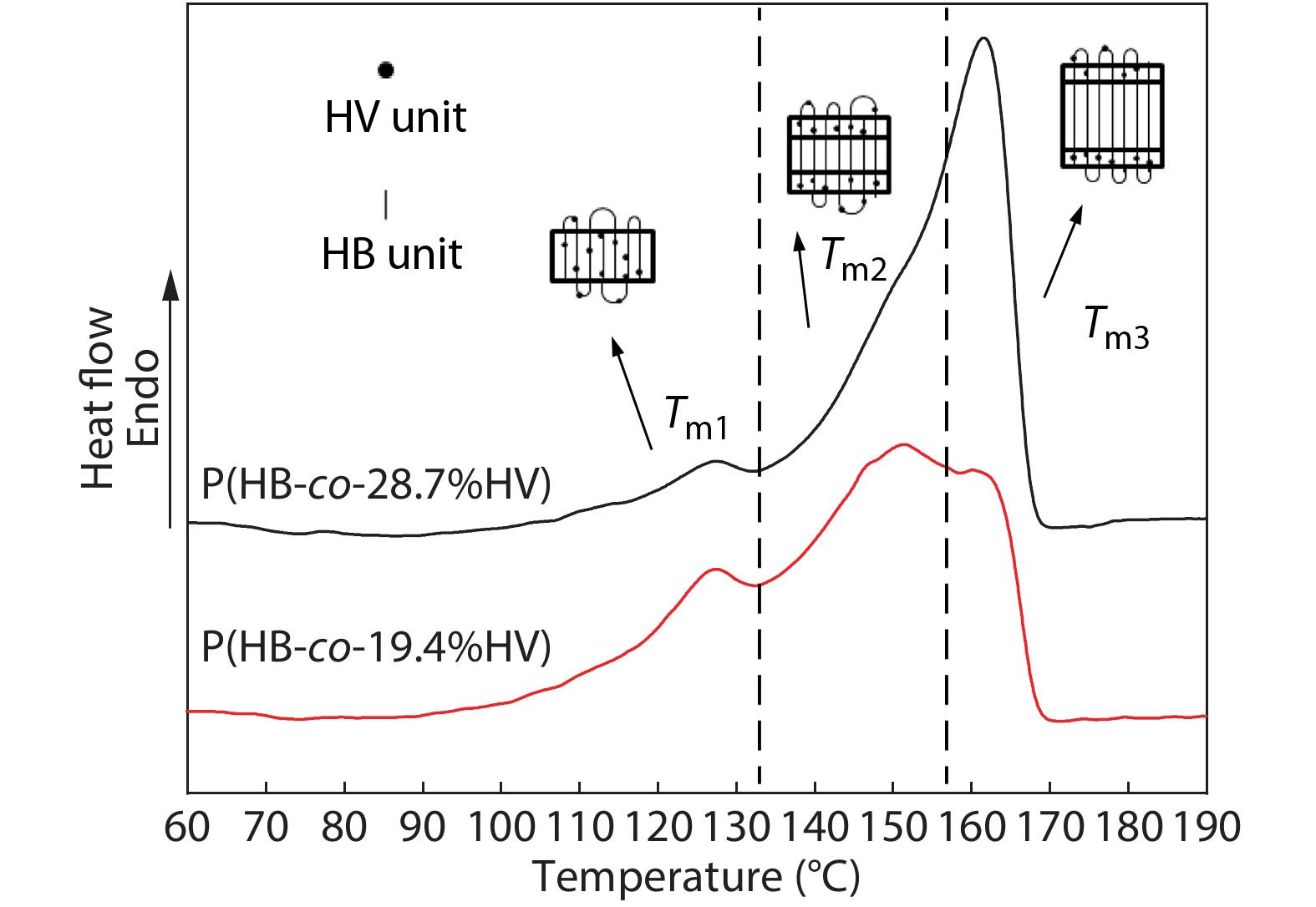 A Synchrotron <italic style="font-style: italic">in situ</italic> X-ray Study on the Multiple Melting Behaviors of Isomorphous Poly(3-hydroxybutyrate-<italic style="font-style: italic">co</italic>-3-hydroxyvalerate)(P(HB-<italic style="font-style: italic">co</italic>-HV)) with Middle HV Content