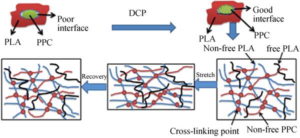 Fully Biodegradable Poly(lactic acid)/Poly(propylene carbonate) Shape Memory Materials with Low Recovery Temperature Based on <italic style="font-style: italic">in situ</italic> Compatibilization by Dicumyl Peroxide