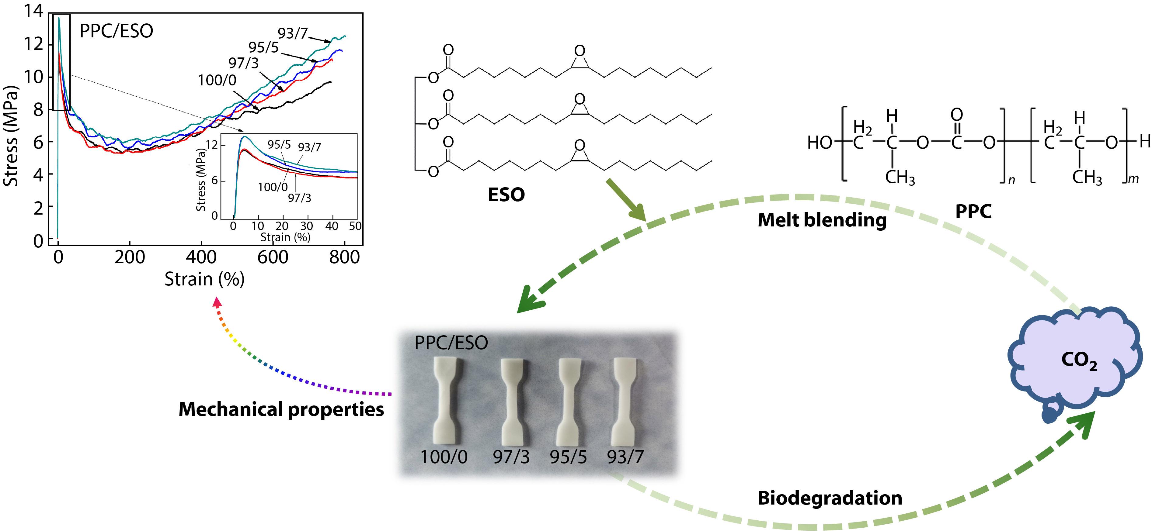 Thermal, Rheological and Mechanical Properties of Biodegradable Poly(propylene carbonate)/Epoxidized Soybean Oil Blends