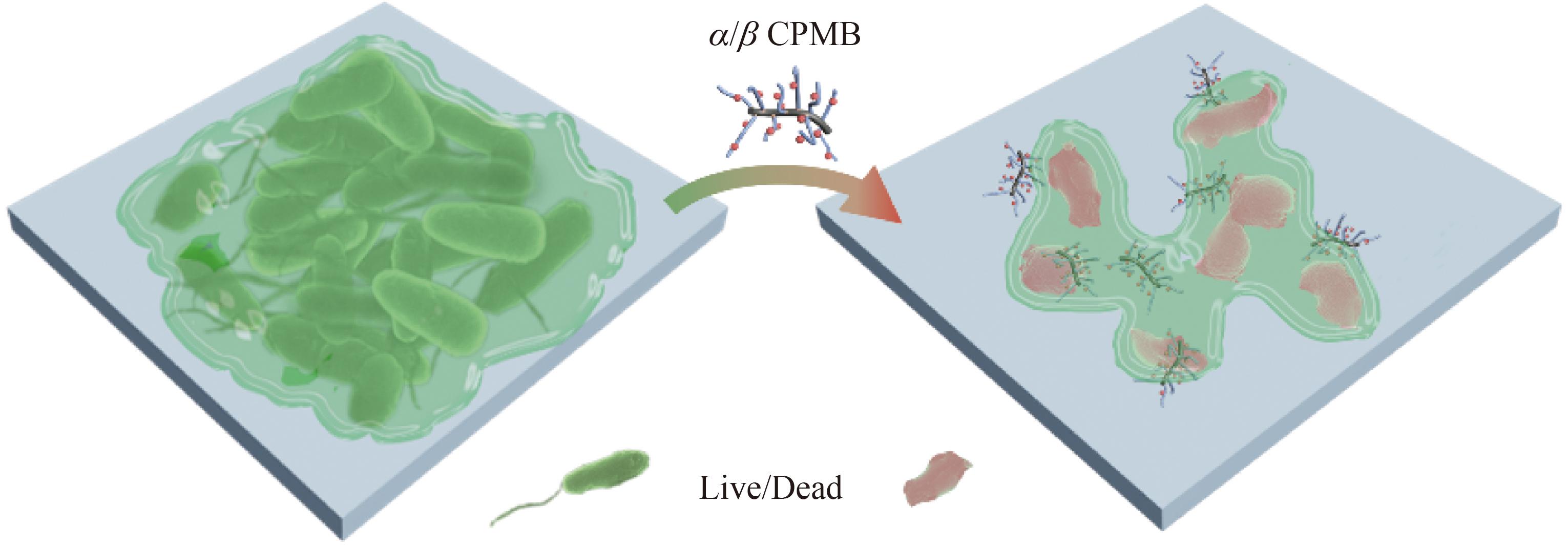 Biofilm Disruption Utilizing <italic style="font-style: italic">α</italic>/<italic style="font-style: italic">β</italic> Chimeric Polypeptide Molecular Brushes