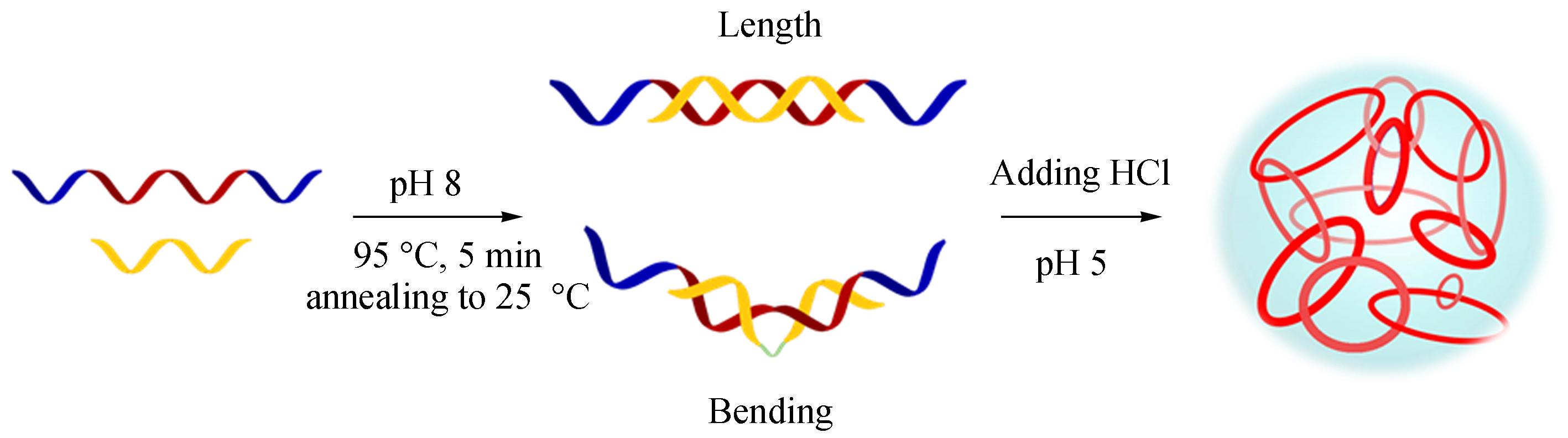 DNA Hydrogels Formed of Bended DNA Scaffolds and Properties Study