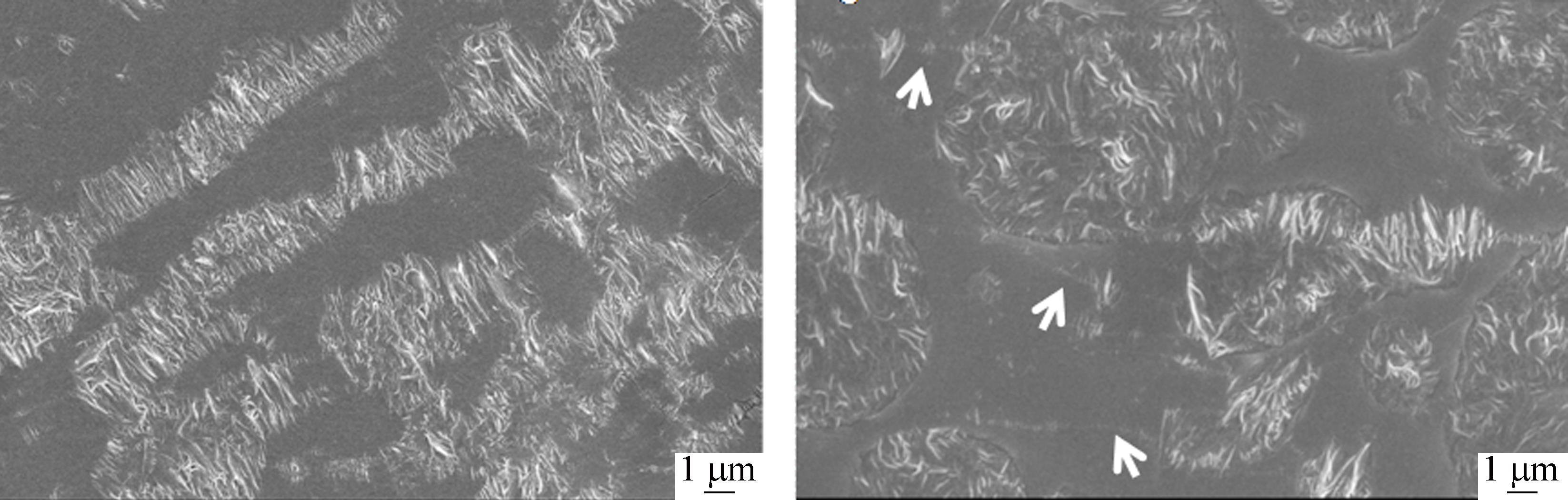 Phase Structure and Crystallization Behavior of Polyethylene in Its Blends with cis-1,4-Butadiene Rubber