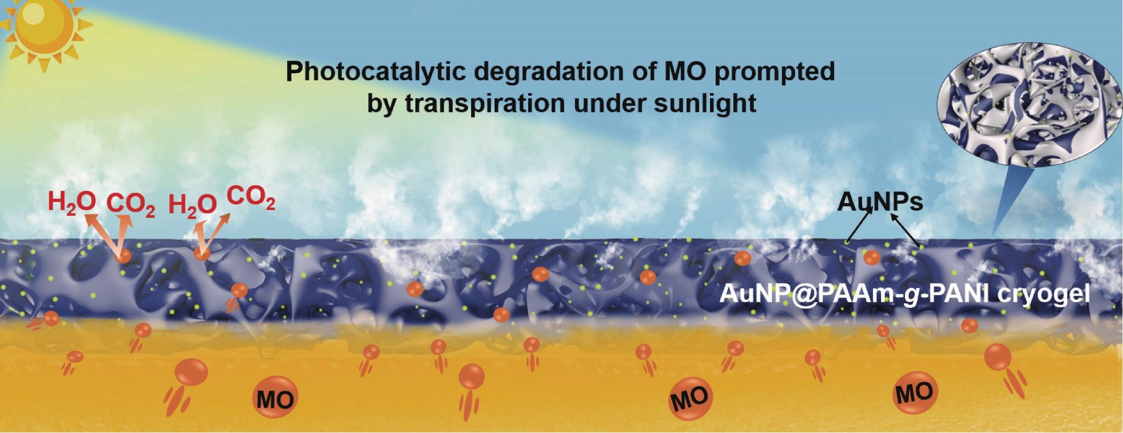 Transpiration-prompted Photocatalytic Degradation of Dye Pollutant with AuNPs/PANI Based Cryogels