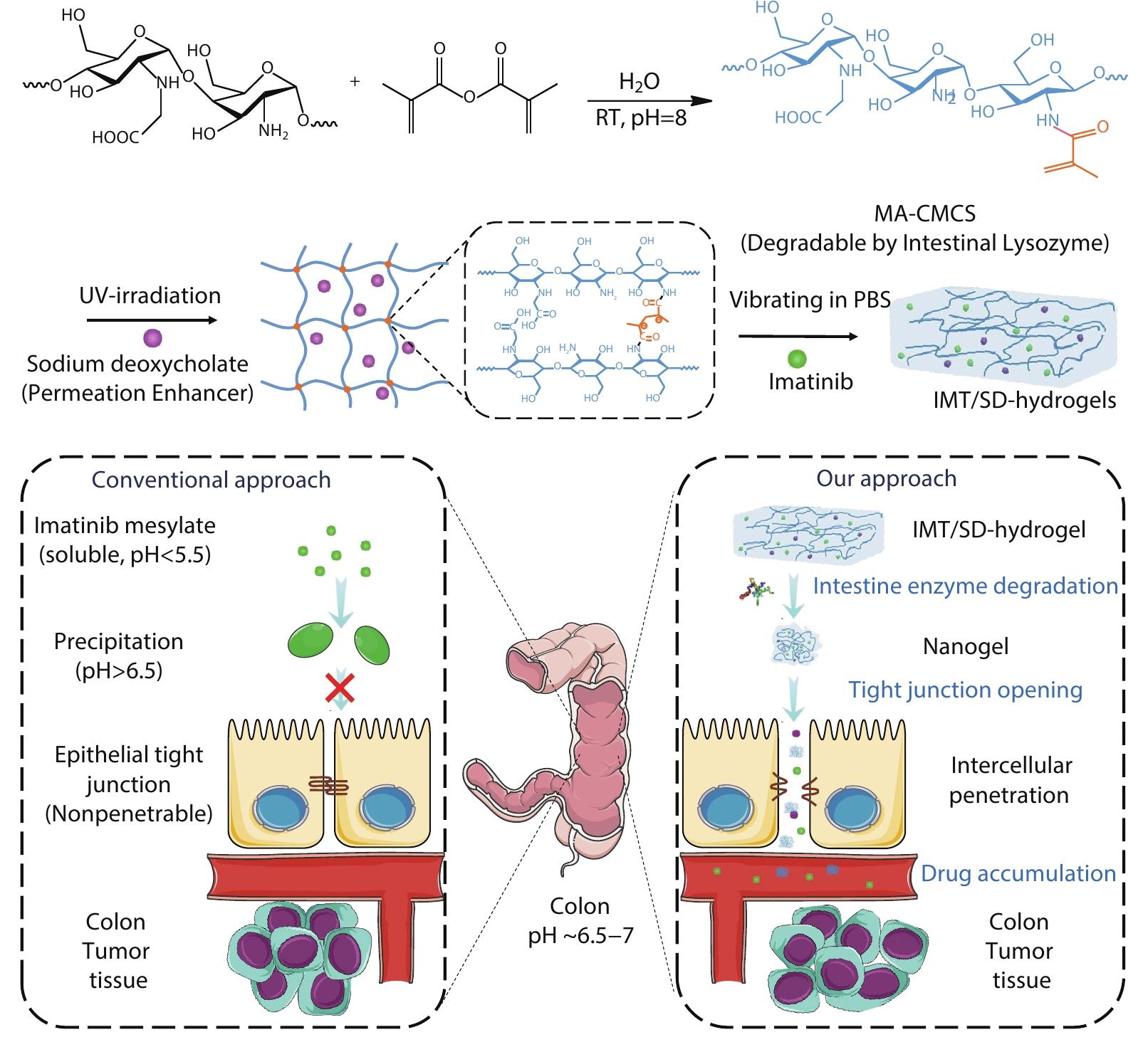 Intestine Enzyme-responsive Polysaccharide-based Hydrogel to Open Epithelial Tight Junctions for Oral Delivery of Imatinib against Colon Cancer