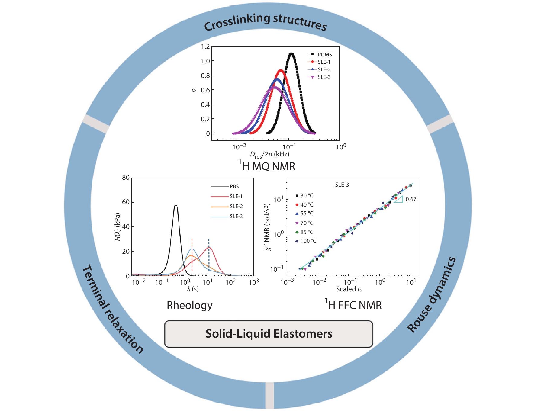 Interplay of Crosslinking Structures and Segmental Dynamics in Solid-Liquid Elastomers