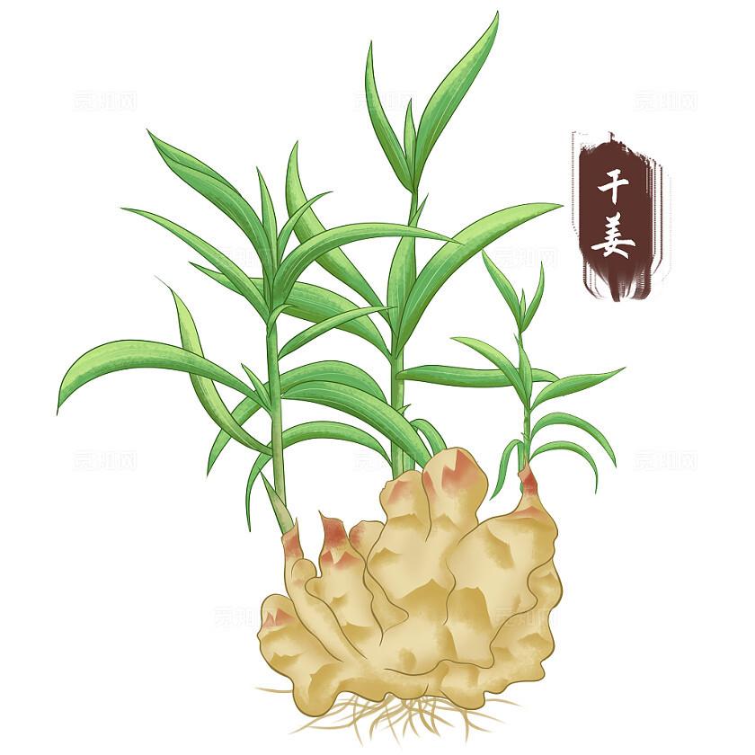 中医药治疗功能性胃肠病