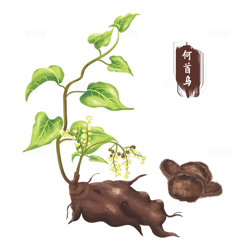 强直性脊柱炎名家经验与现代临床
