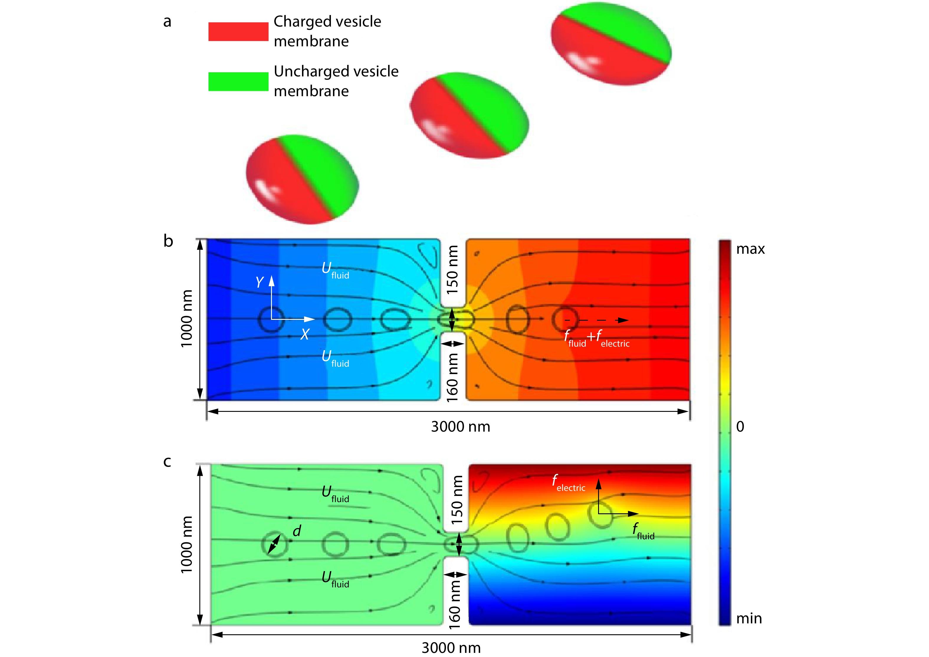Perforation Dynamics and Directional Motion of Janus Vesicles under the Coupled Effects of Flow and Electric Fields
