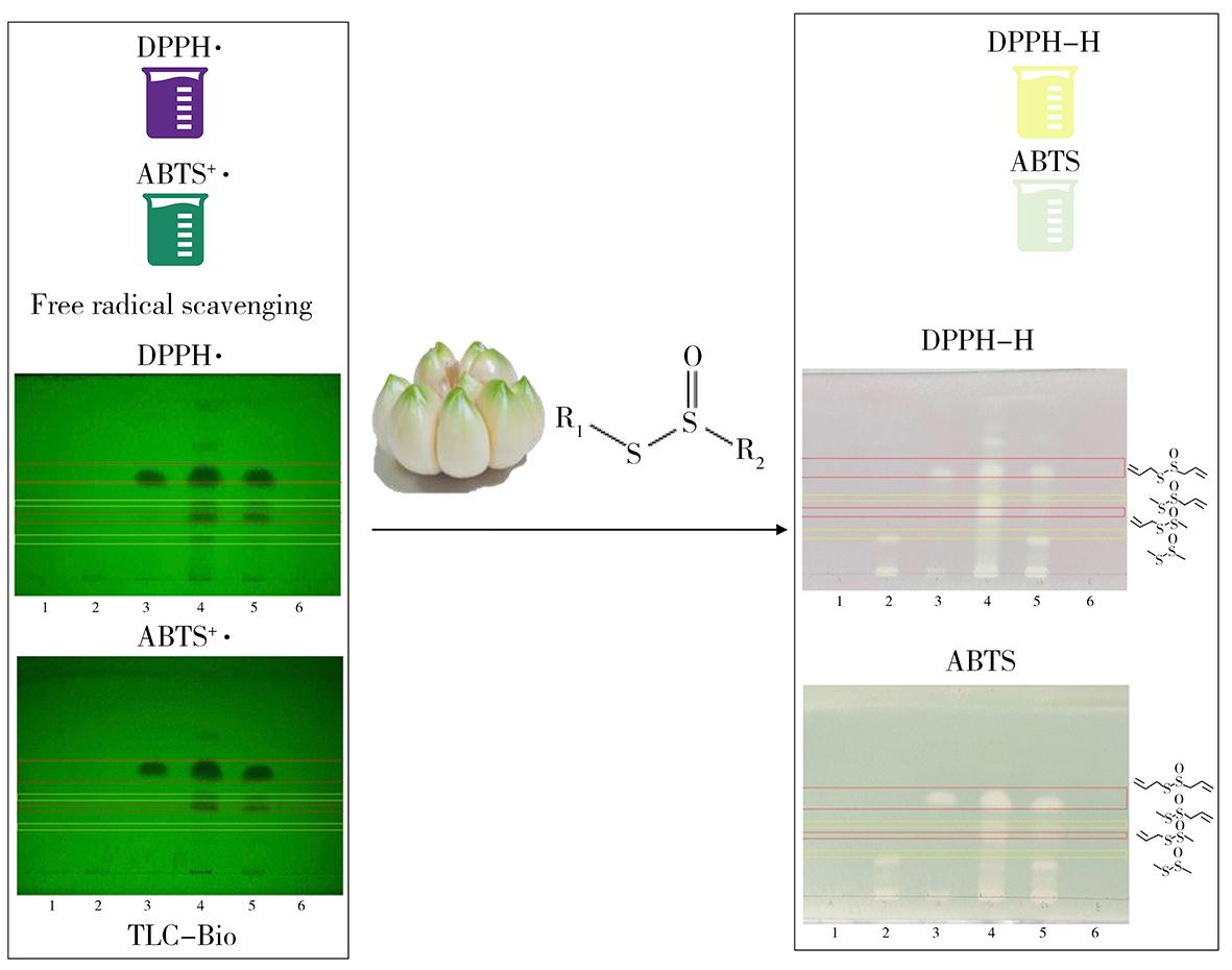 大蒜硫代亚磺酸酯抗氧化活性研究及含量测定