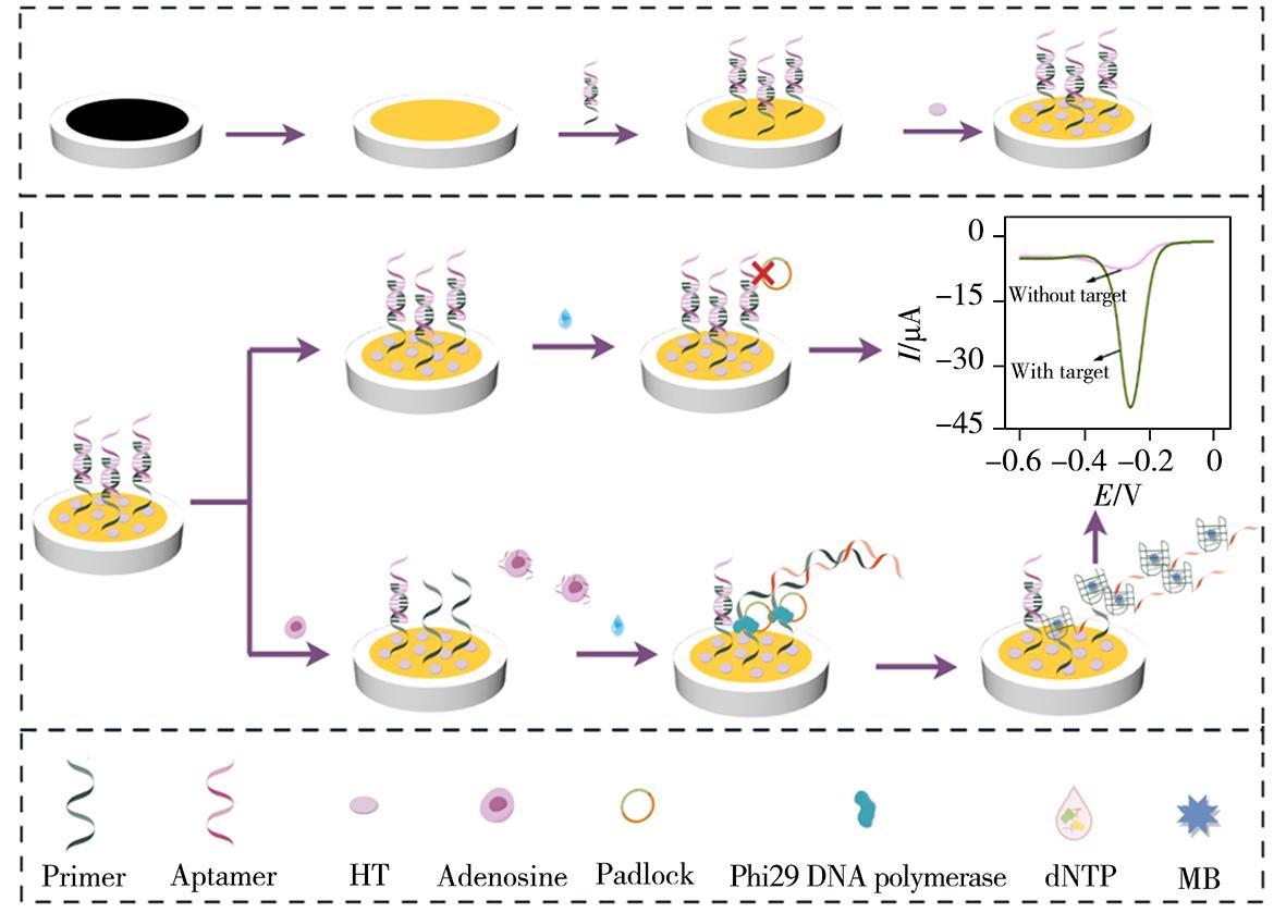 G四联体串联标记的电化学适配体传感器检测腺苷