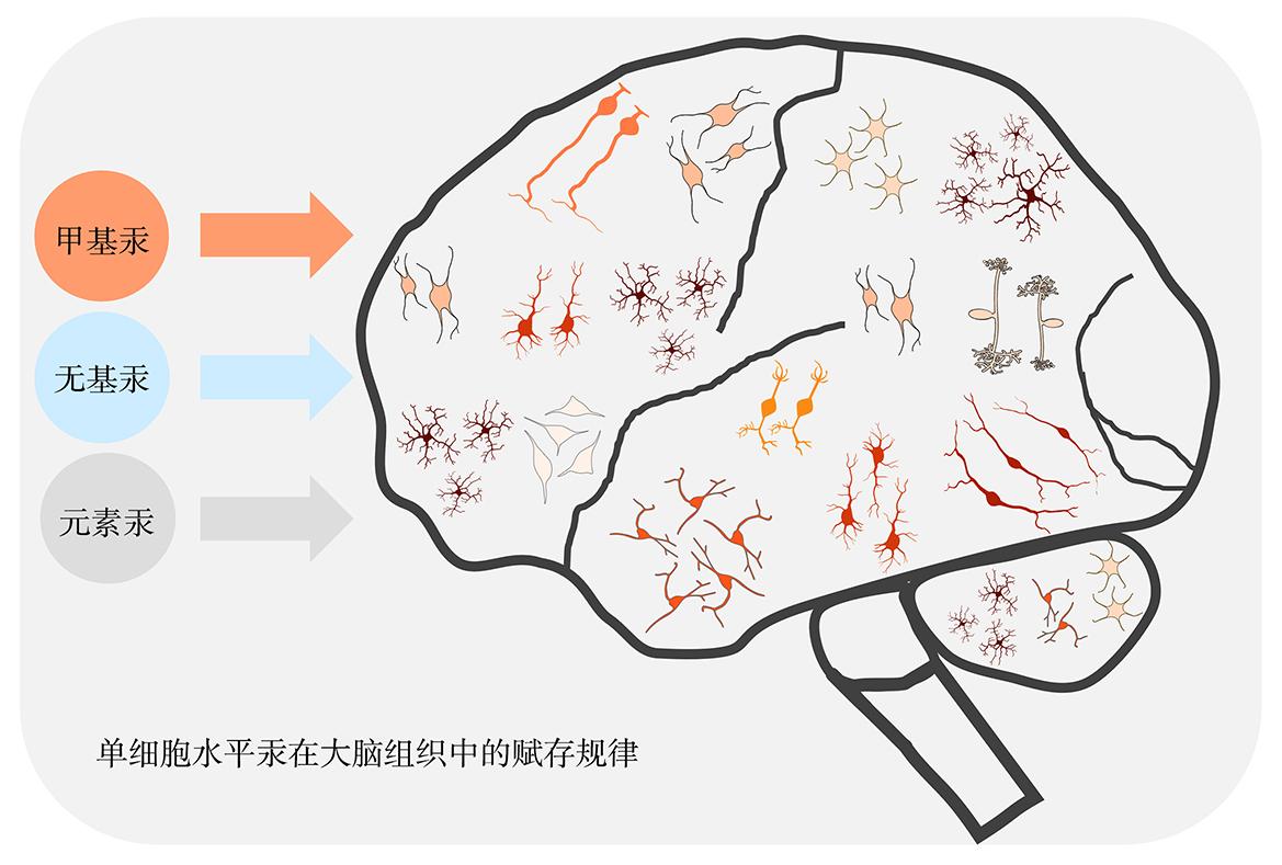单细胞水平汞在大脑组织中的赋存规律研究进展