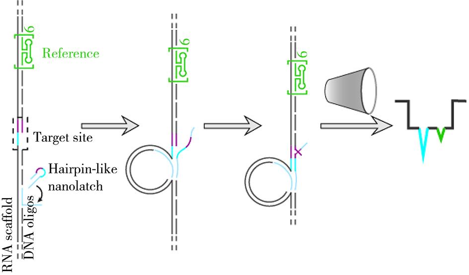 纳米孔检测RNA单核苷酸突变和修饰新方法——RNA-SCAN