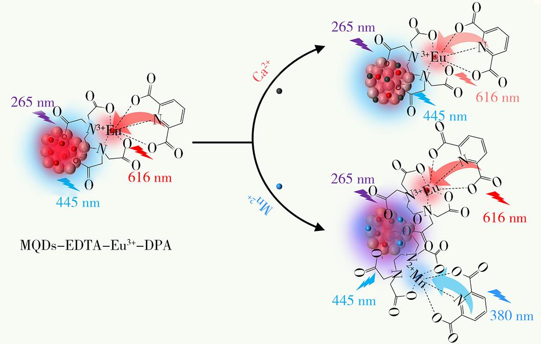 基于MXenes量子点的钙离子、锰离子比率荧光检测方法