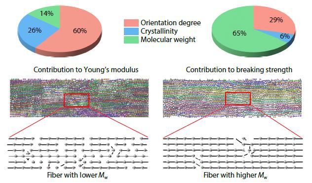 Simulation of the Specific Contributions of Molecular Weight, Orientation Degree, and Crystallinity to the Tensile Mechanics of Polyethylene Fibers