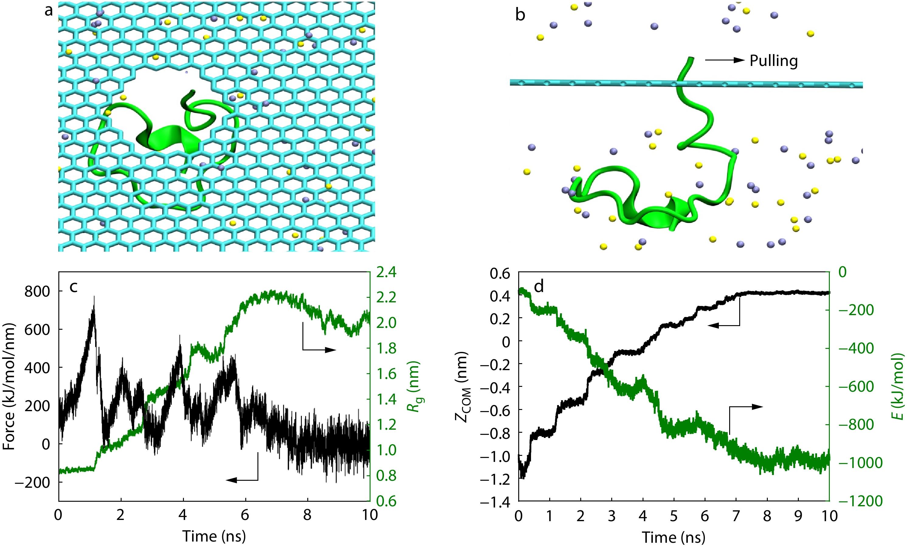 Length-dependent Nanopore Transport and Surface-induced Unfolding of Polyglutamine Chains