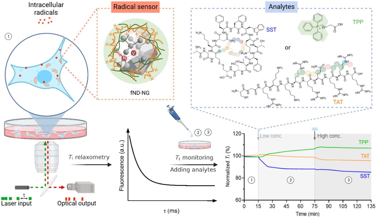 Nanoscale detection and real-time monitoring of free radicals in a single living cell under the stimulation of targeting moieties using a nanodiamond quantum sensor