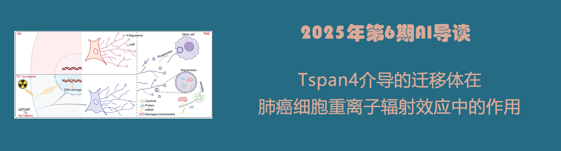 Tspan4介导的迁移体在肺癌细胞重离子辐射效应中的作用