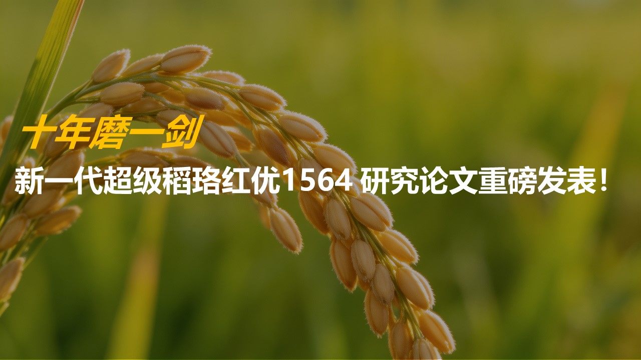 红莲型不育系珞红5Ａ及其组合珞红优1564的选育与利用