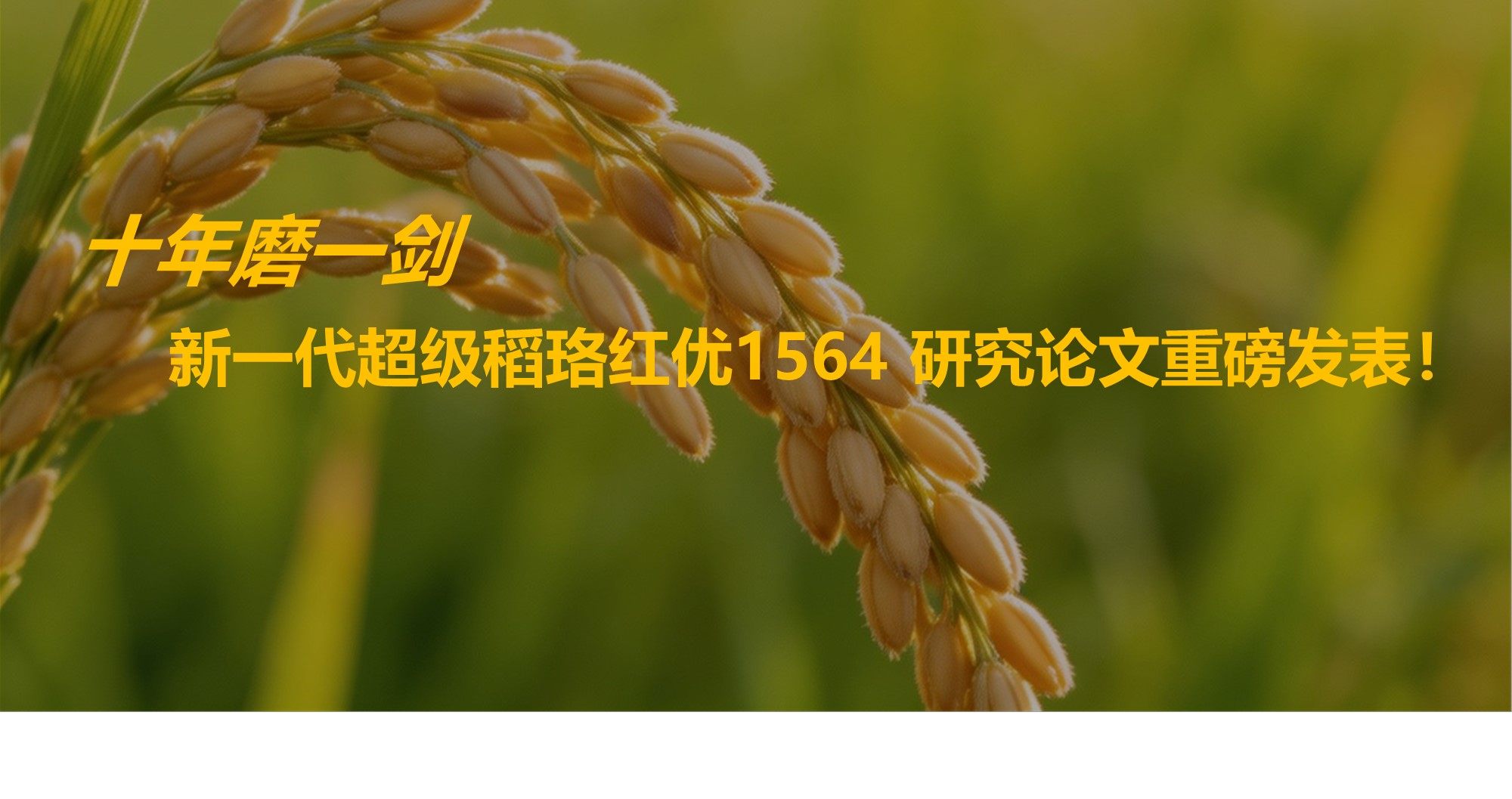 红莲型不育系珞红5Ａ及其组合珞红优1564的选育与利用