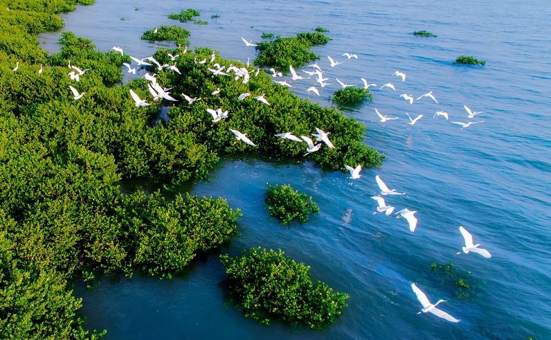 Mangrove Remote Sensing Column