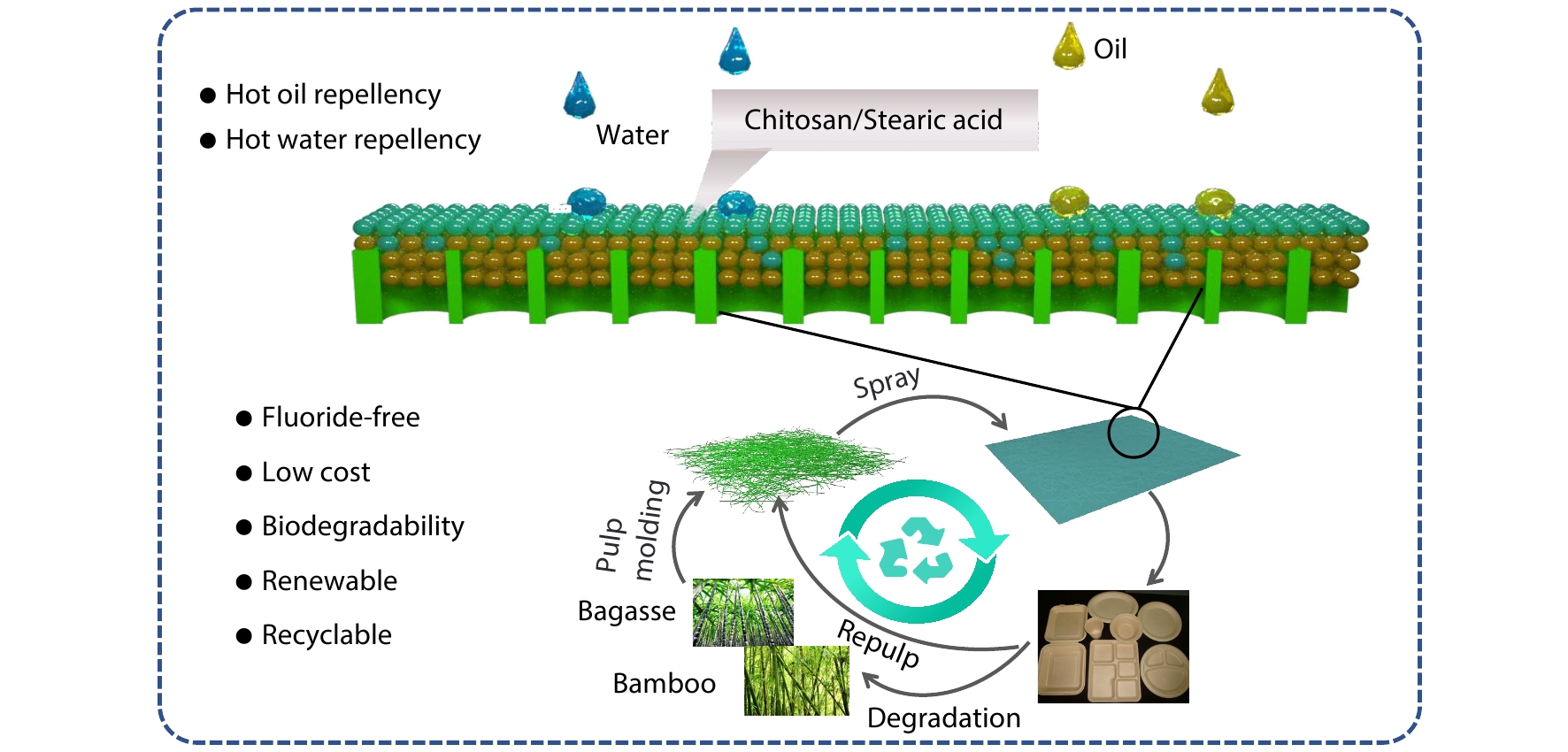 A Low Cost, Green Sustainable and Biodegradable Biomass-based Fluorine-free Water and Oil Repellent