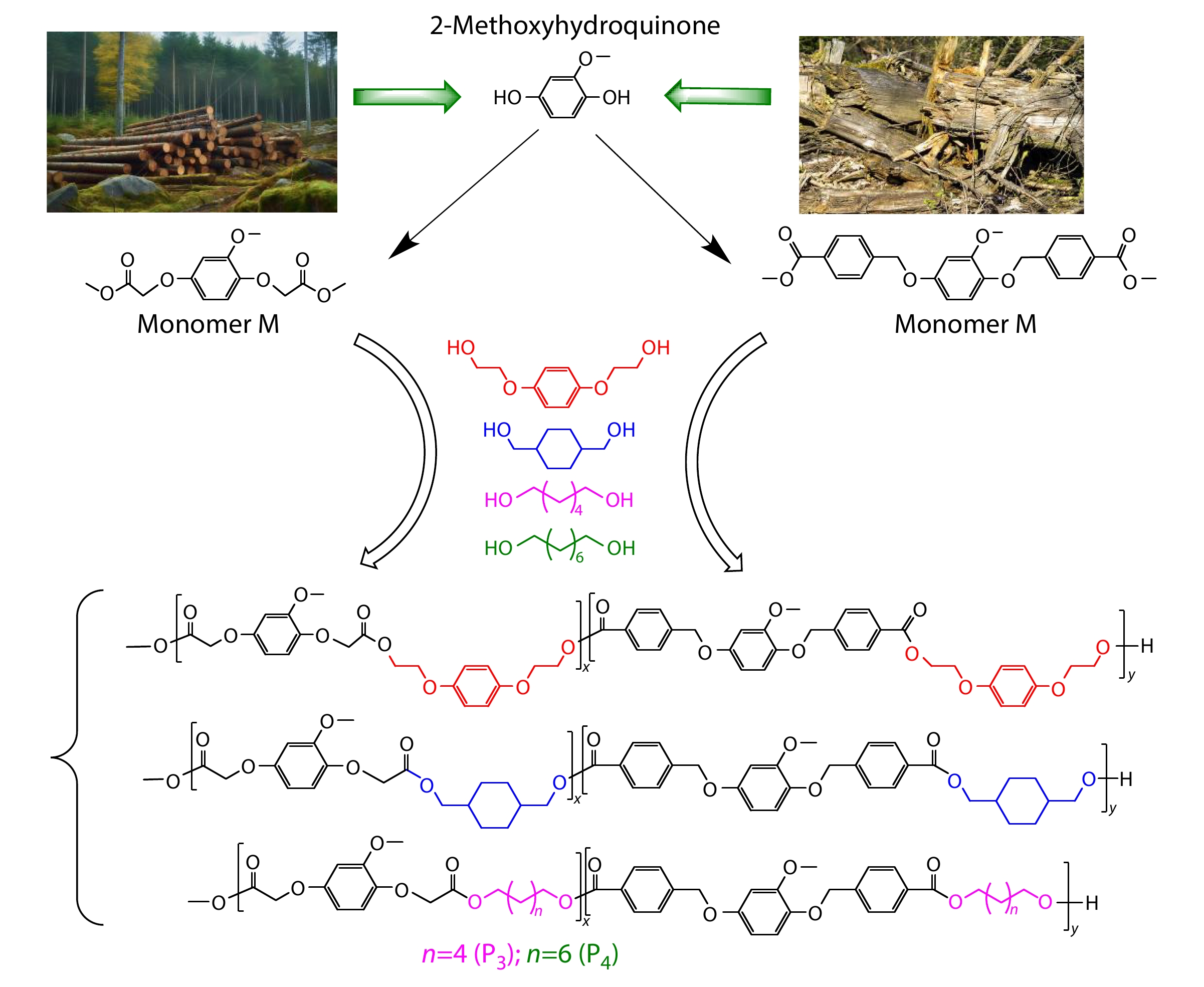 Biobased Polyesters Derived from 2-Methoxyhydroquinone: Impact of Cyclic and Alkyl Chain Segments on Their Thermomechanical Properties, Biodegradability, and Ecotoxicity
