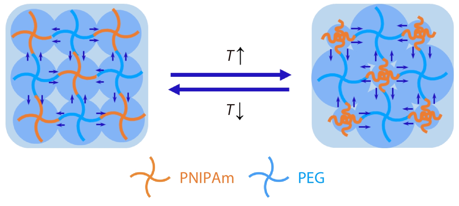 Suppressing Syneresis in Poly(<italic style="font-style: italic">N</italic>-isopropylacrylamide) Hydrogels by Incorporating Poly(ethylene glycol)