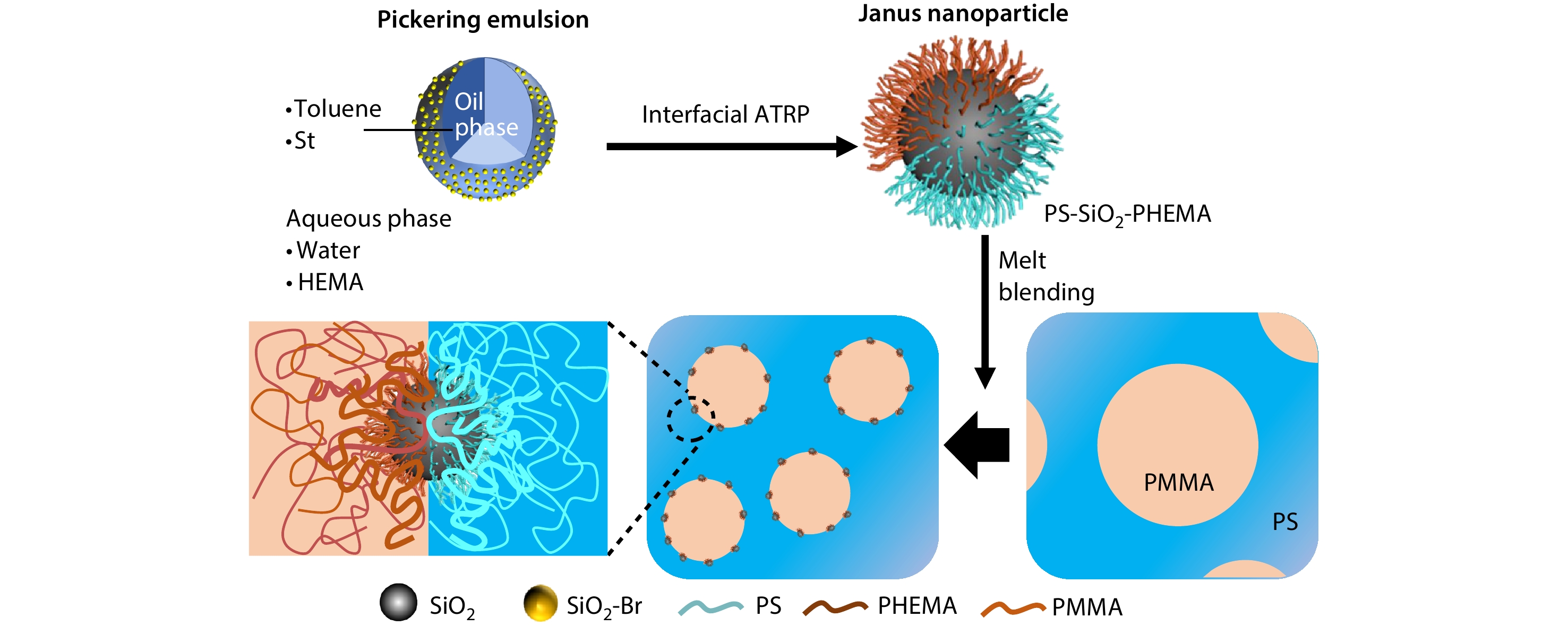 One-step Preparation of Brush-type Polystyrene (PS)-SiO<sub>2</sub>-Poly(2-hydroxyethyl methacrylate) Janus Nanoparticle to Compatibilize PS/Poly(methyl methacrylate) Blends