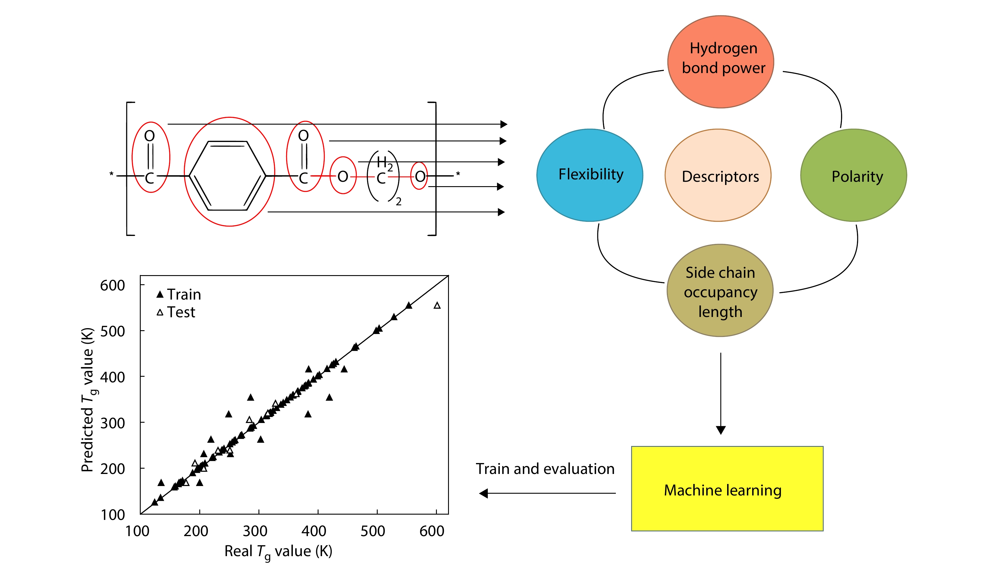 Machine Learning-assisted Prediction of Polymer Glass Transition Temperature: A Structural Feature Approach