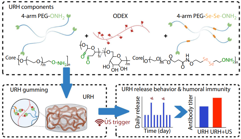 A Single-dose Vaccine Using Ultrasound-responsive Hydrogel for Controlled Antigen Release and Enhanced Immunization Efficacy