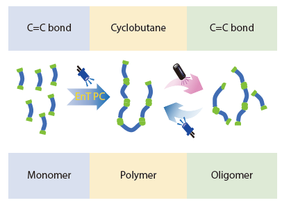 Photocontrolled Solution [2+2] Polymerization of <italic style="font-style: italic">p</italic>-Phenylenediacrylate and Depolymerization