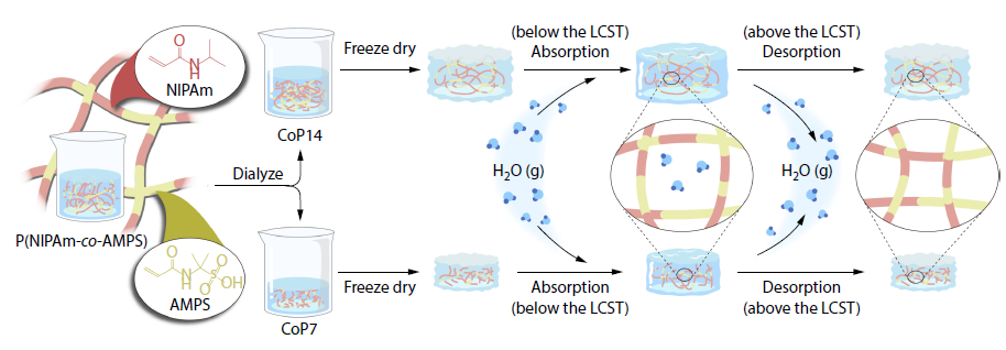 Effect of Molecular Weight Selection and Relative Humidity on the Moisture Absorption and Desorption Behavior of Poly(<italic style="font-style: italic">N</italic>-isopropylacrylamide)-based Hydrogels