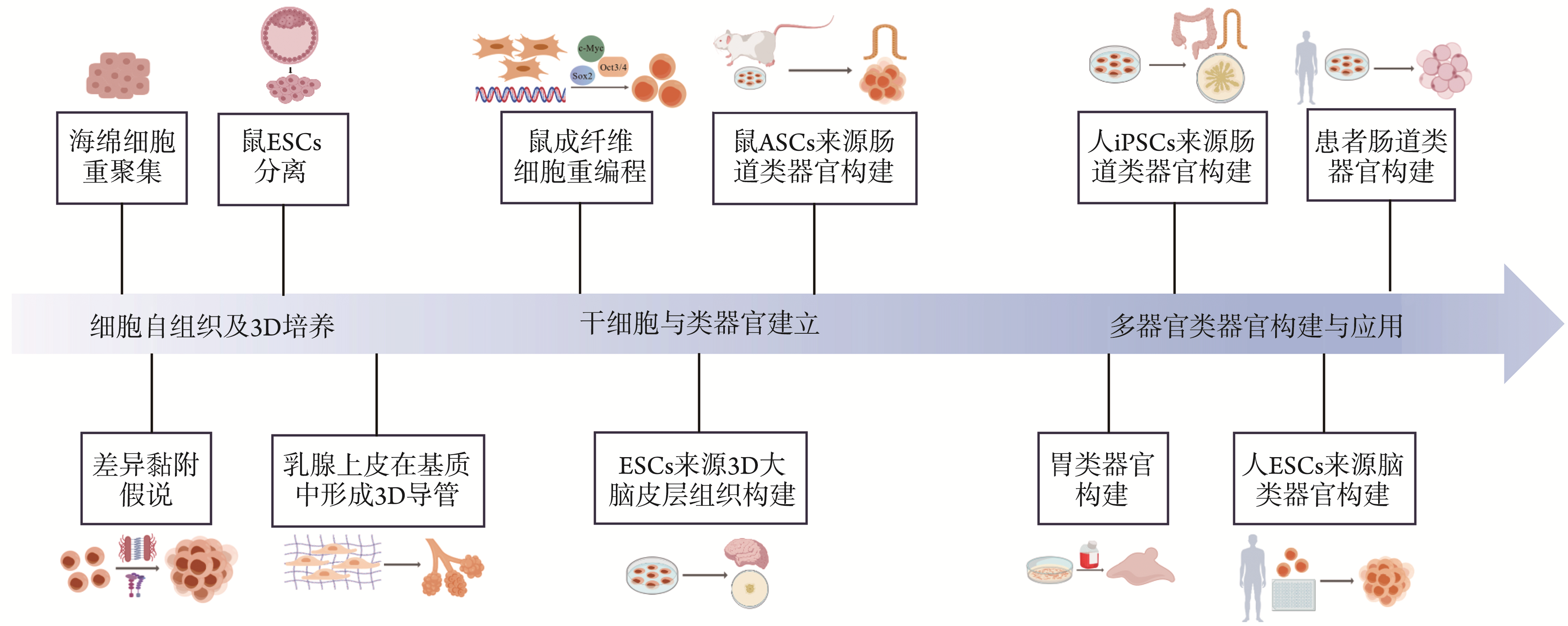 类器官的应用及研究进展专题
