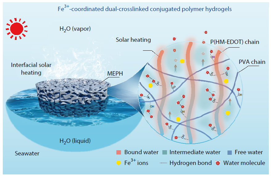 Fe<sup>3+</sup>-coordinated Dual-crosslinked Conjugated Polymer Hydrogels with Ultrahigh Evaporation Rate for Efficient Desalination and Sustainable Agriculture