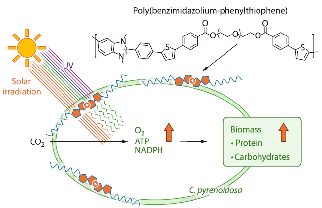 Poly(benzimidazolium-phenylthiophene) Featuring Flexible Cationic Backbone Enhanced Photosynthesis of <italic style="font-style: italic">Chlorella pyrenoidosa</italic>