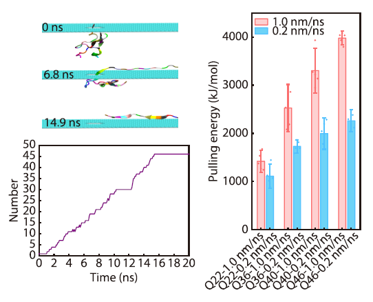 Length-dependent Nanopore Transport and Surface-induced Unfolding of Polyglutamine Chains