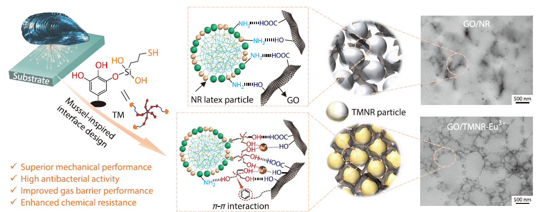 Synergistic Bioinspired Interface and Segregated Graphene Oxide Networks Enabling Enhanced Mechanical Strength and Chemical Resistance in Natural Rubber Latex Composites