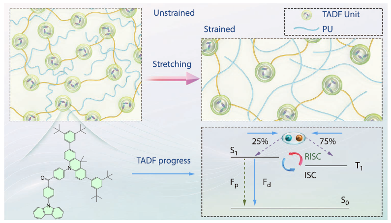 Elastomer Doping Strategy for High-efficiency Stretchable Thermally Activated Delayed Fluorescence Polymer Organic Light-emitting Diodes