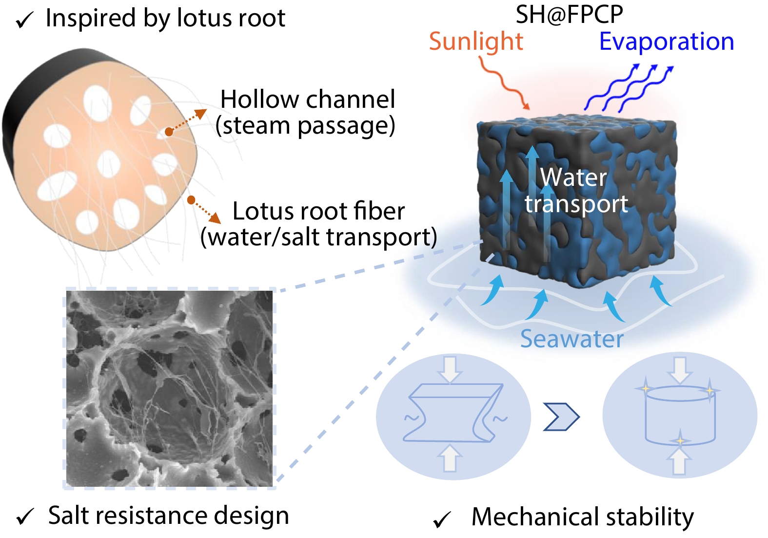 Biomimetic Design of Porous Polymerized High Internal Phase Emulsion (PolyHIPE)/Hydrogel Solar Evaporator for Salt-resistant Desalination and Energy Generation