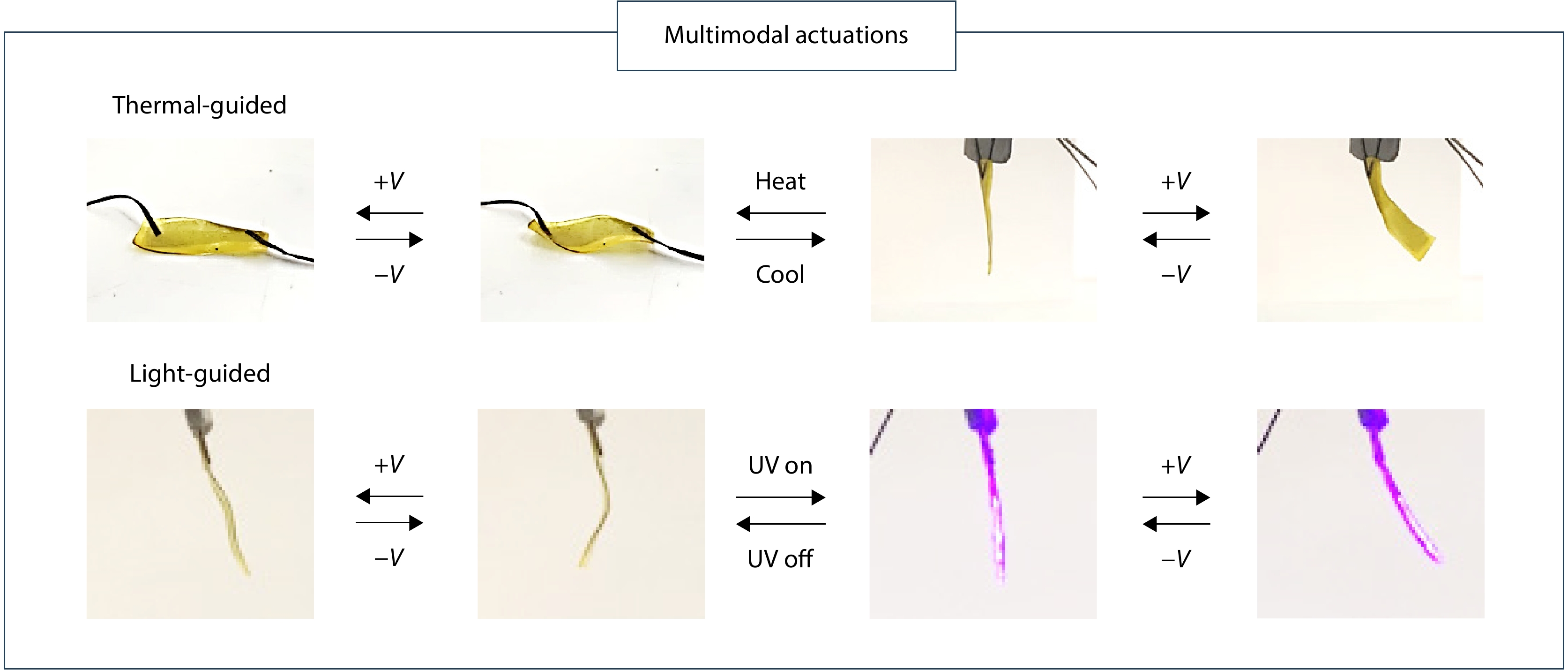 Liquid Crystalline Dielectric Elastomer with Thermo- and Light-guided Multimodal Electrical Actuations