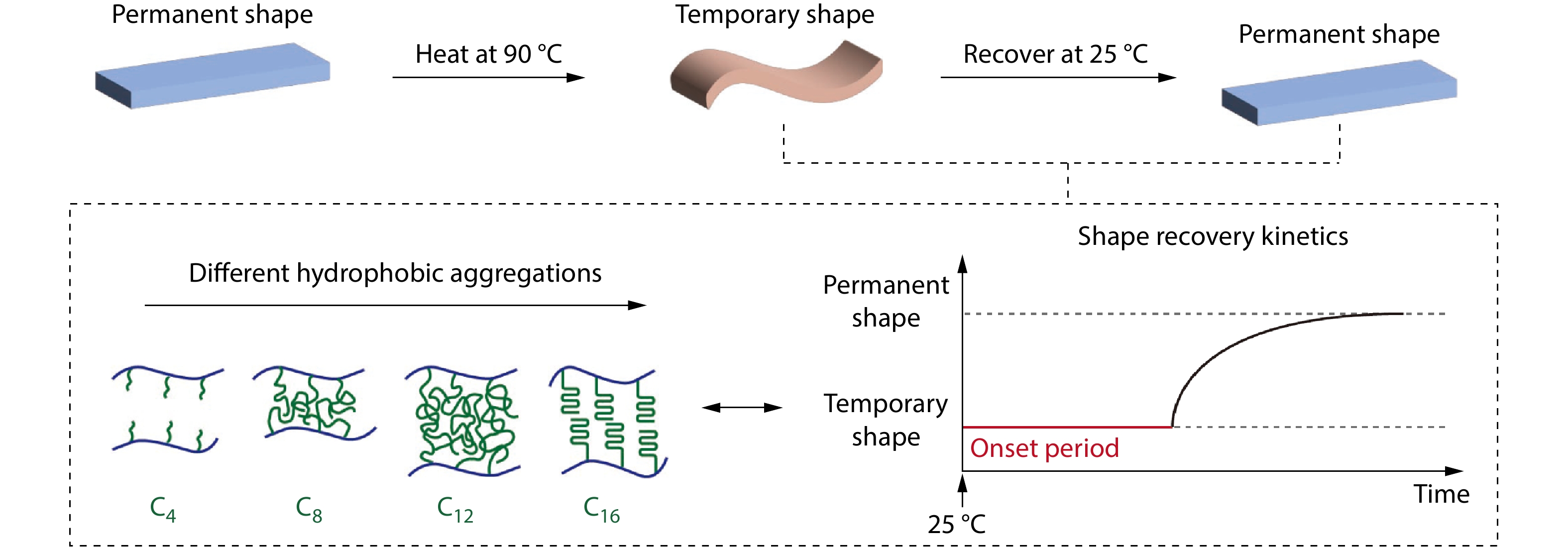 Enhanced Mechanical Properties and Prolonged Recovery Onset Period of Timed Shape Memory Hydrogels <italic style="font-style: italic">via</italic> Hydrophobic Interaction