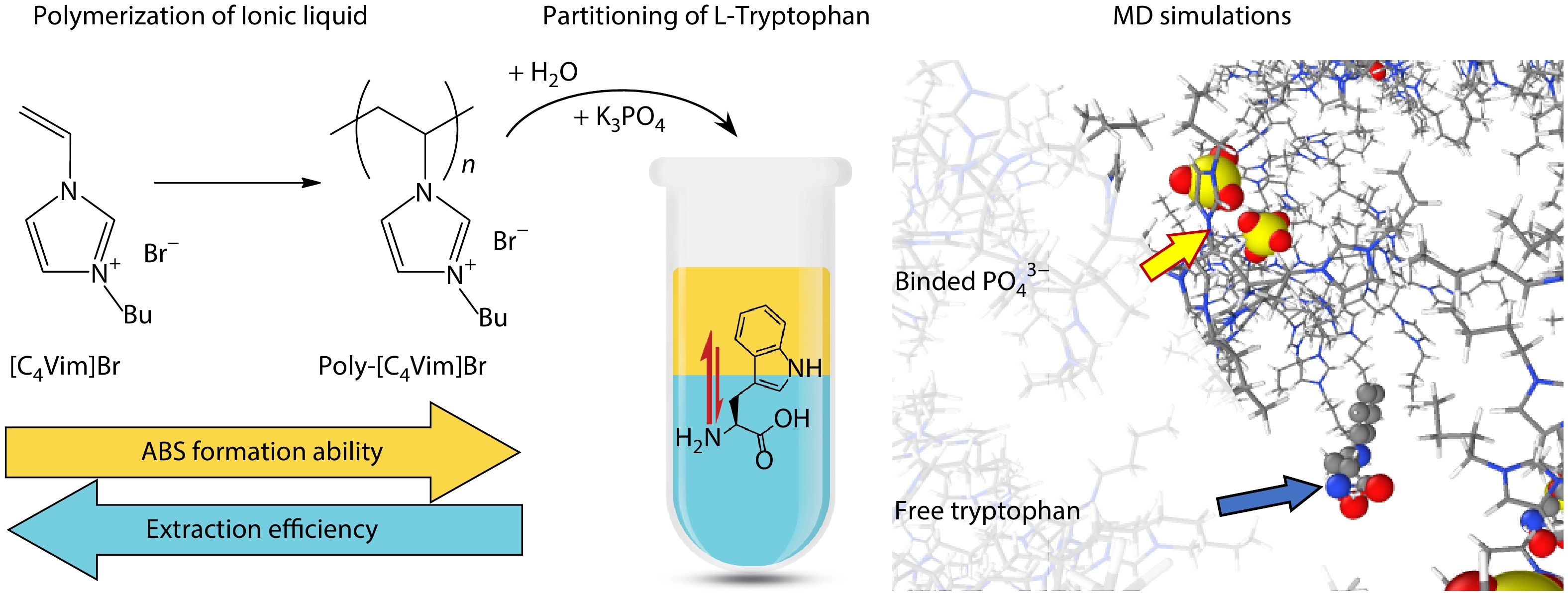 The Effect of Polymerization of Ionic Liquid [C<sub>4</sub>Vim]Br on Phase Behavior and Partitioning of L-tryptophan: Experimental and Molecular Dynamics Study