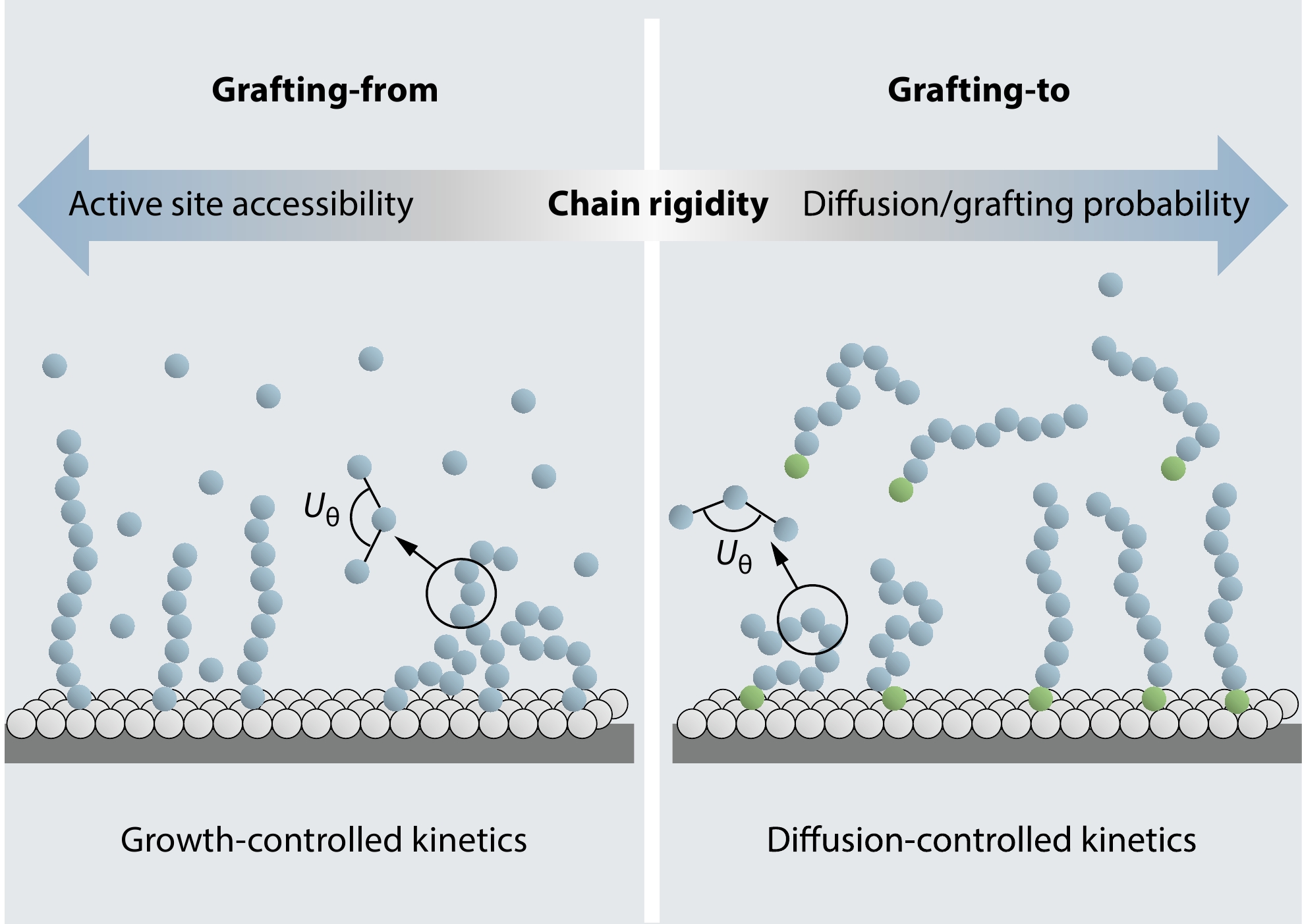 Chain Rigidity as a Key Regulator on Grafting Density and Dispersity of Polymer Brushes: Insights from Coarse-Grained Molecular Dynamics Simulations